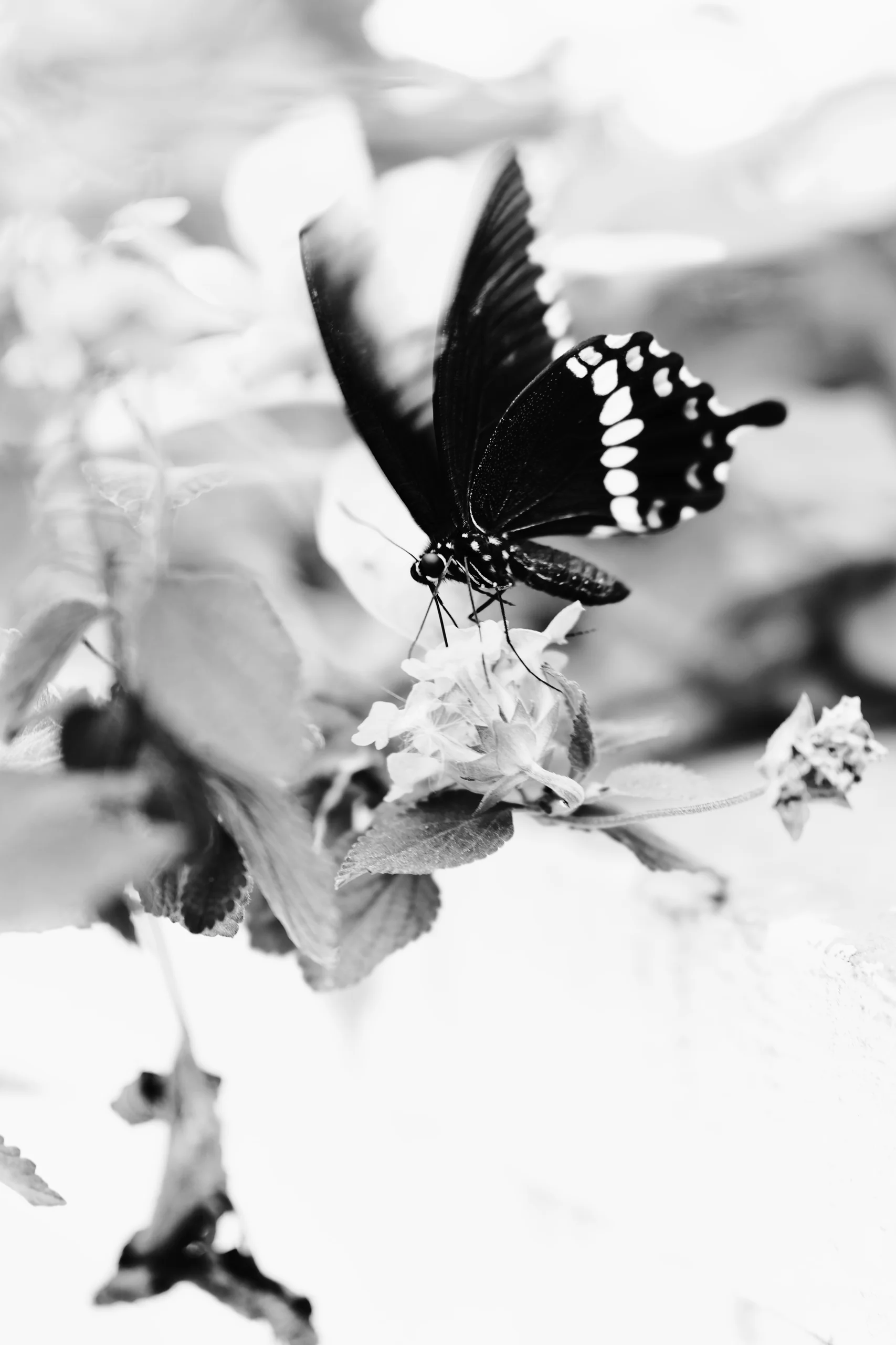 A common mormon rests on a flower head, still and balanced on the smallest set of legs, with everything behind it dissolved into a soft blur.