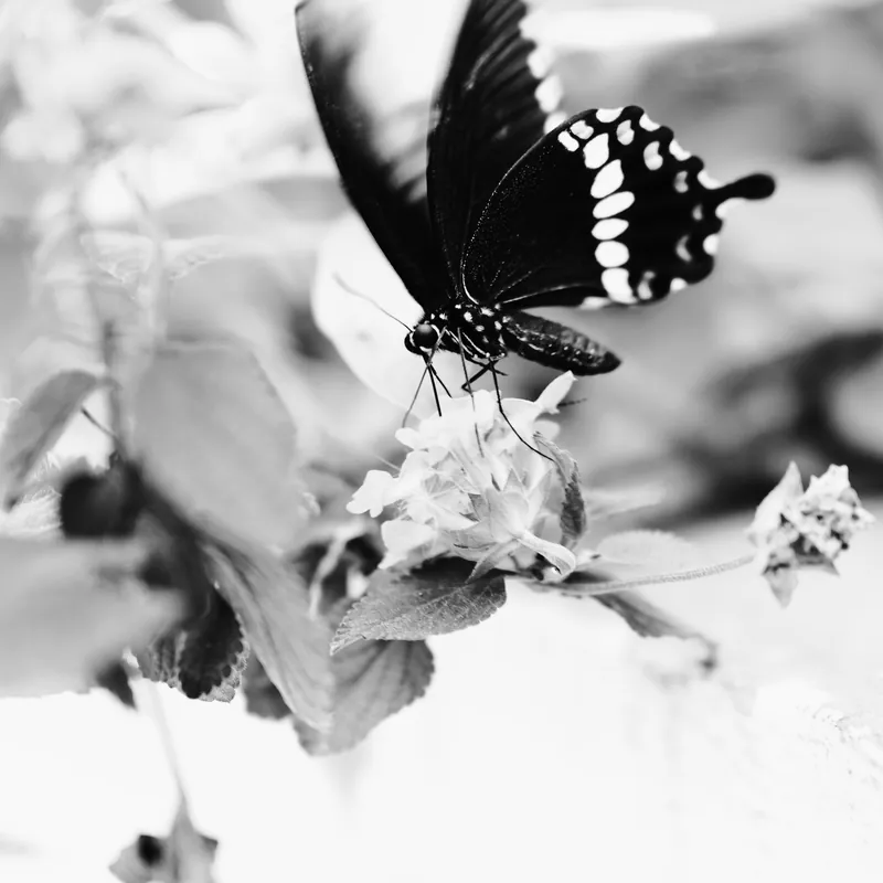 Common Mormon