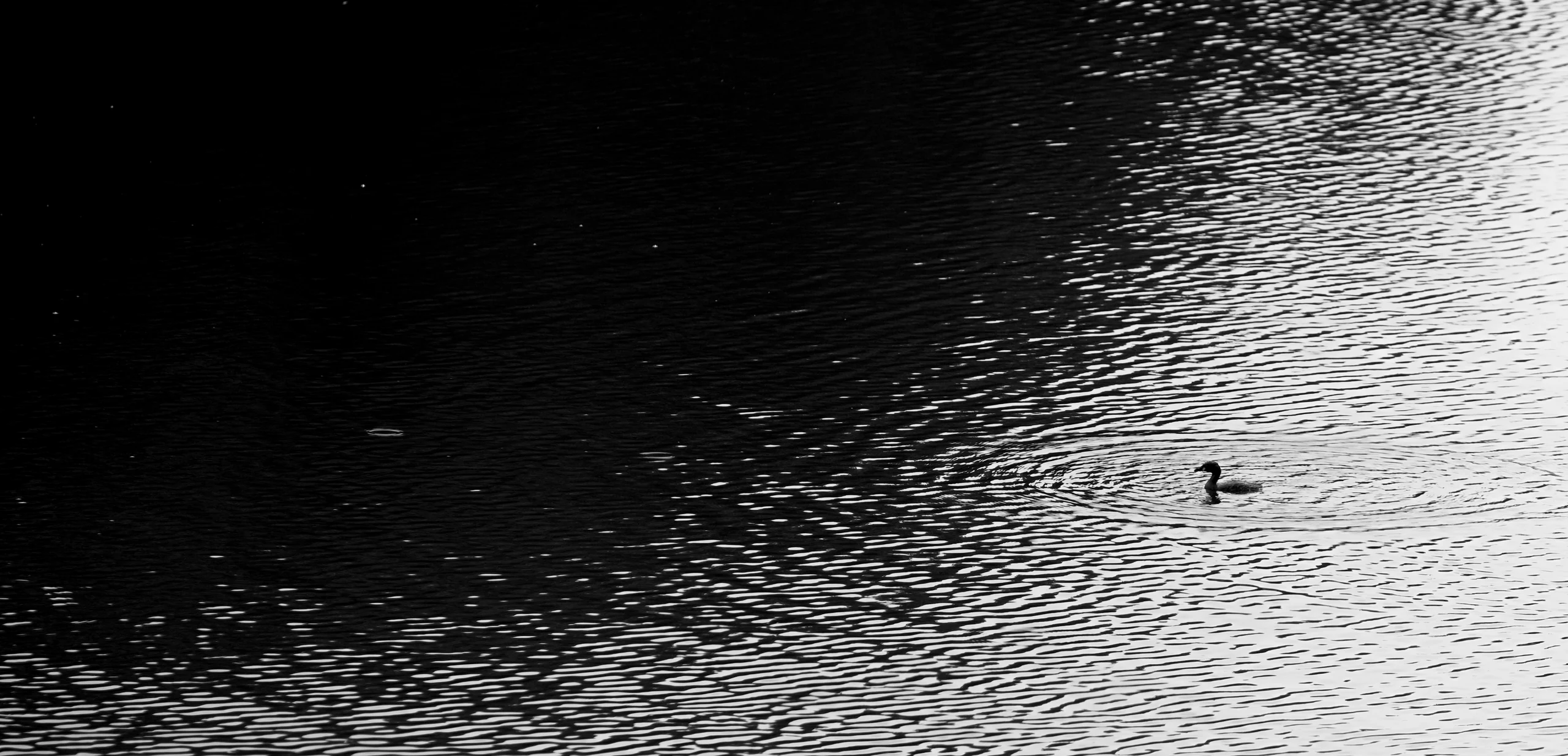 A lone duck is the one still thing on a surface that never stops moving, where morning light cuts a diagonal across Puttanahalli Lake and the water breaks it into thousands of small ripples. The duck sits at the edge of the bright band, with its wake still spreading.
