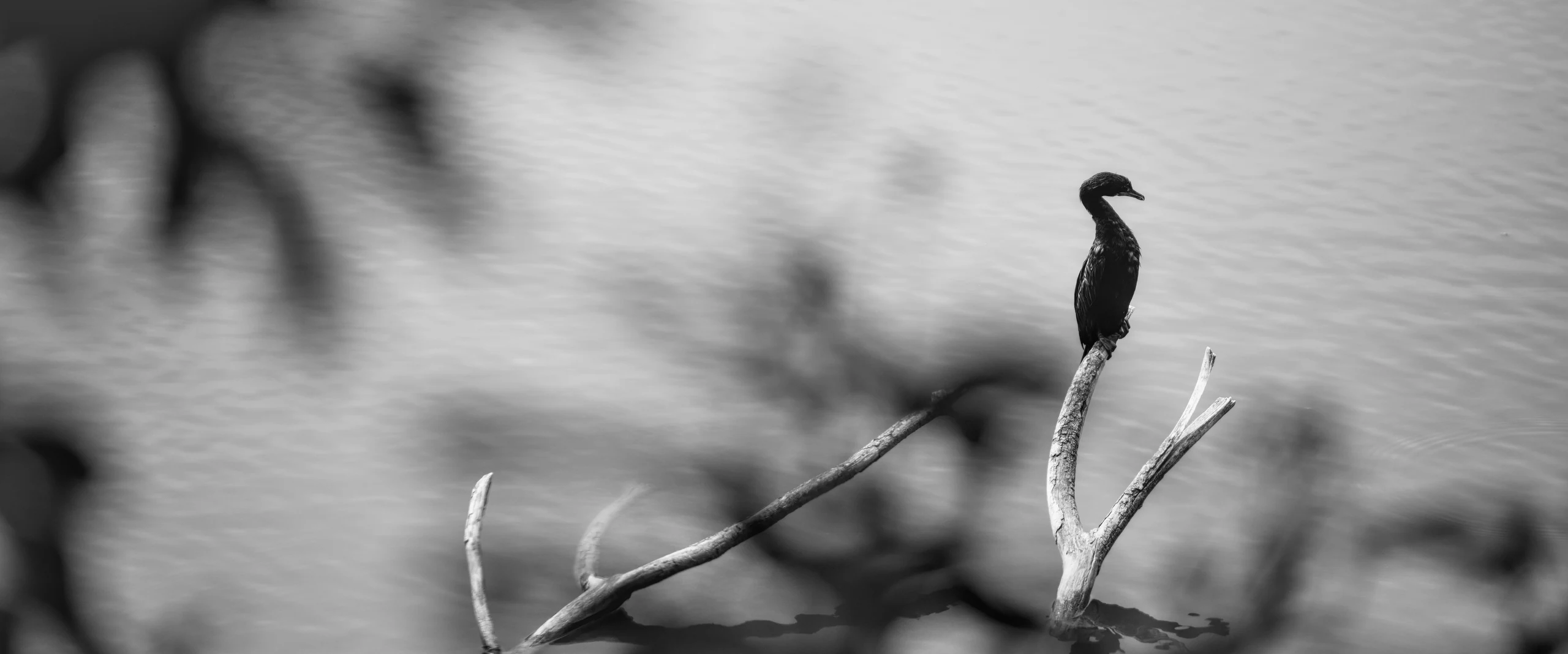 A cormorant sits on a bare fork of driftwood, with its head turned towards something out of frame. Everything in front of it is a blur, hence the bird and its branch are the only things that hold the eye.