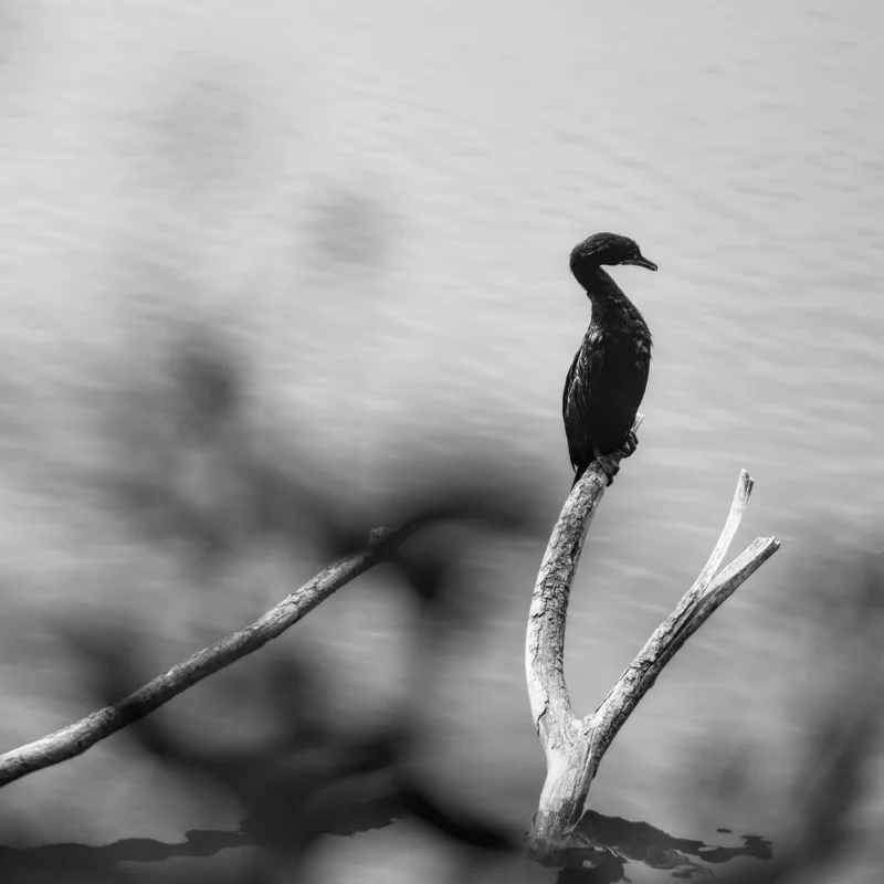 The Perch