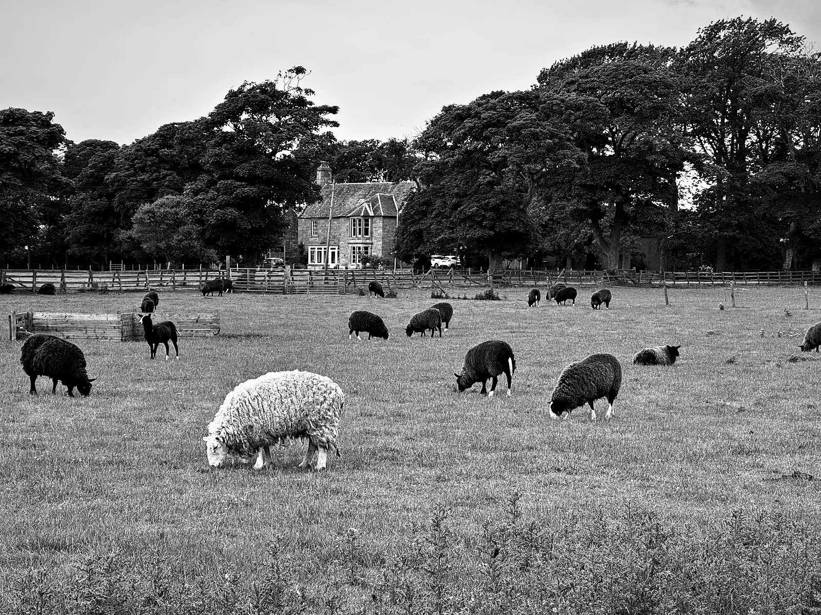 A field of dark sheep near Crail with one white sheep grazing in front