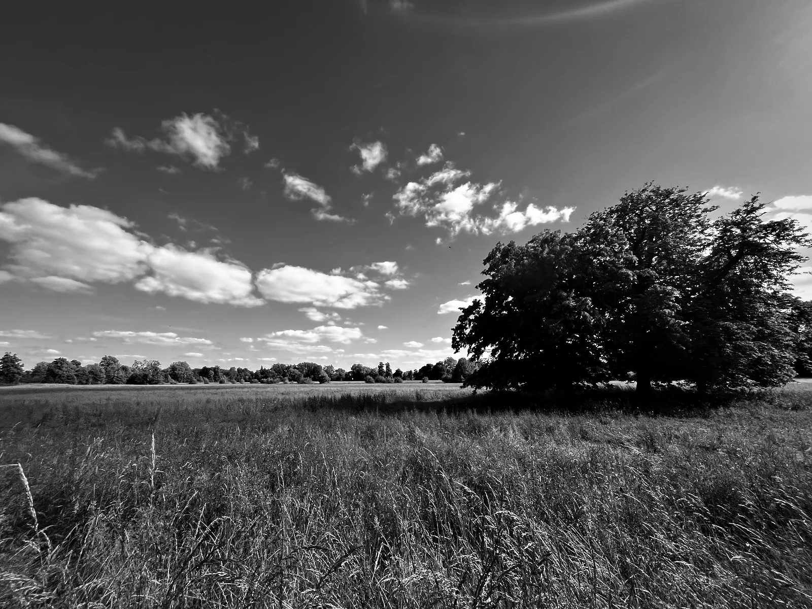 Long grass and a lone spreading tree in Christ Church Meadow under a wide sky